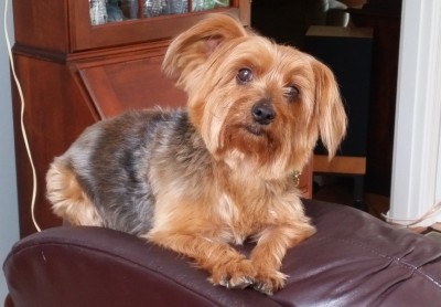 Dog