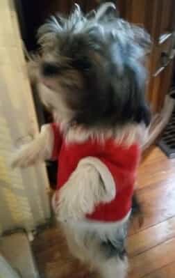 Sushi the standing dog