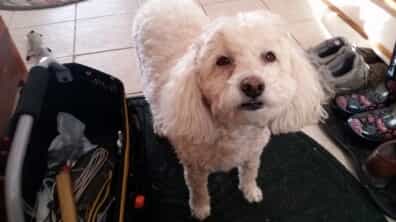 Toby the doggy